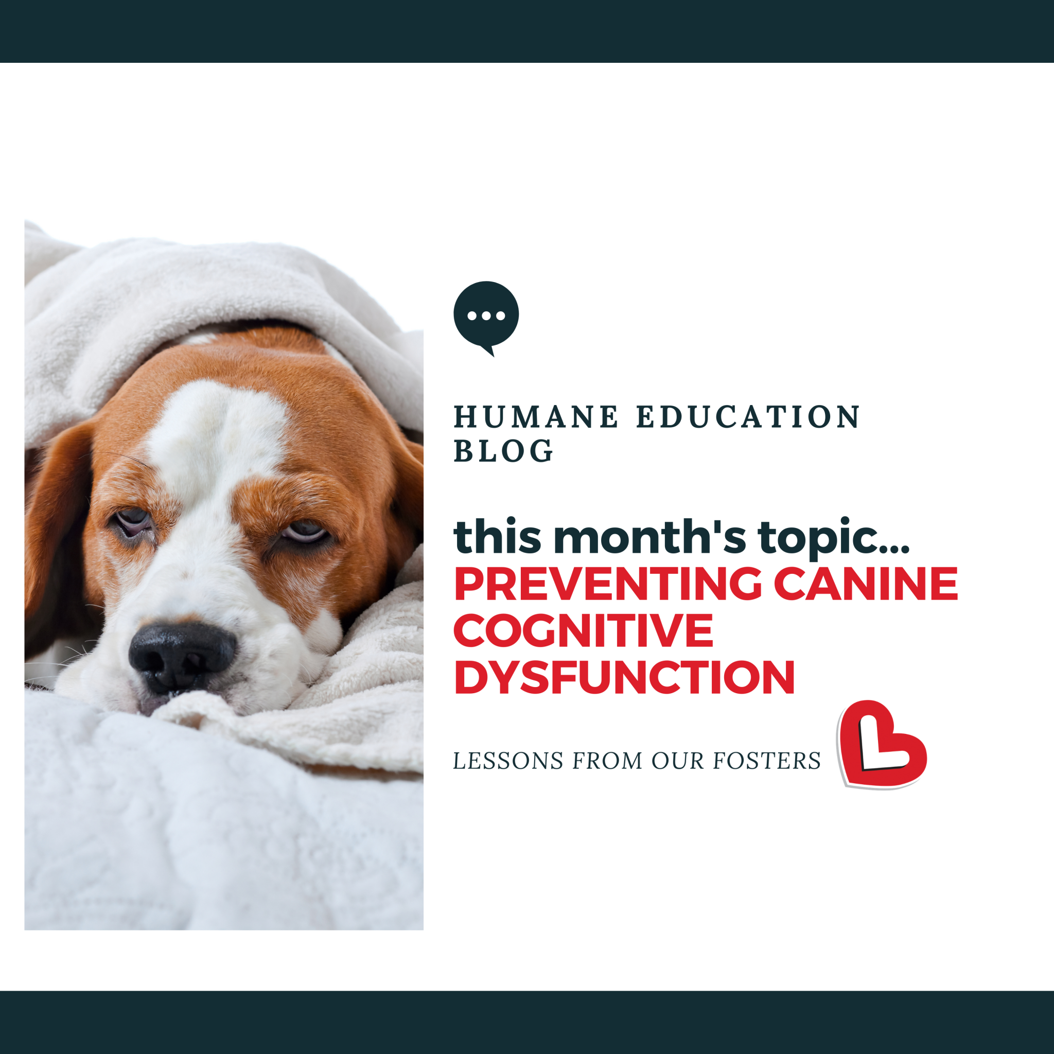 Preventing Canine Cognitive Dysfunction – Laber of Love 